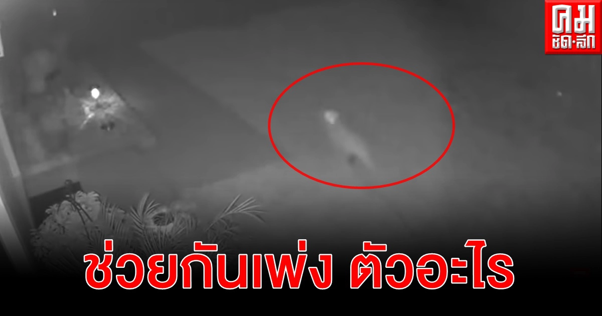 หญิงฟลอริดาเปิดคลิปวงจรปิดเชื่อ ลูกไดโนเสาร์ วิ่งผ่านบ้าน ชาวโซเชียลผสมโรงถก