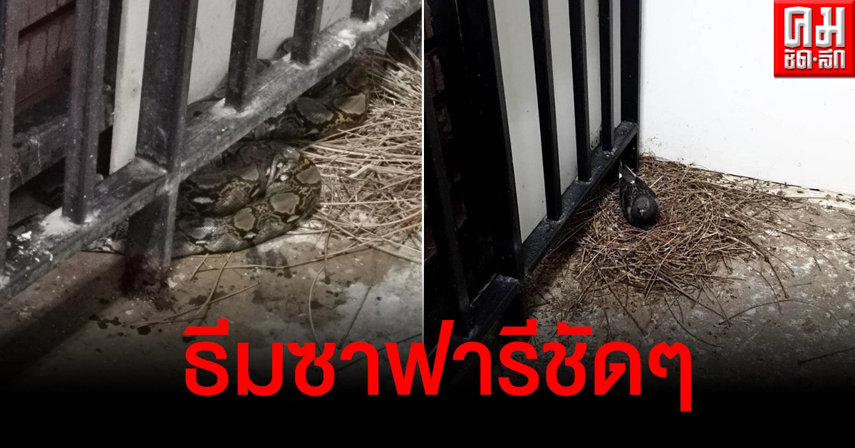เผยสถานที่กักตัวโควิดธีมซาฟารี ไม่ต้องหรูหรา แต่เจอแบบนี้ก็ขอลาก่อน เผยสถานที่กักตัวโควิดธีมซาฟารี ไม่ต้องหรูหรา แต่เจอแบบนี้ก็ขอลาก่อน