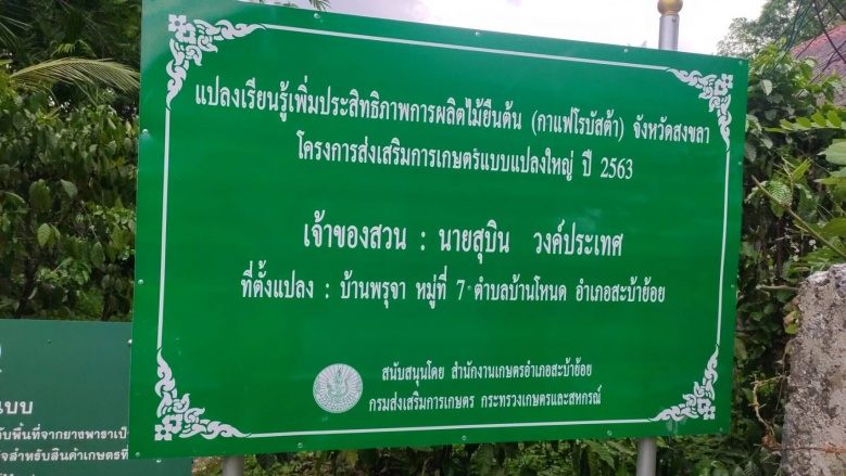 กาแฟสะบ้าย้อย ฟื้นถิ่นกำเนิดกาแฟโรบัสต้าแห่งแรกของไทย พร้อมสู่โครงการยกระดับแปลงใหญ่ฯ