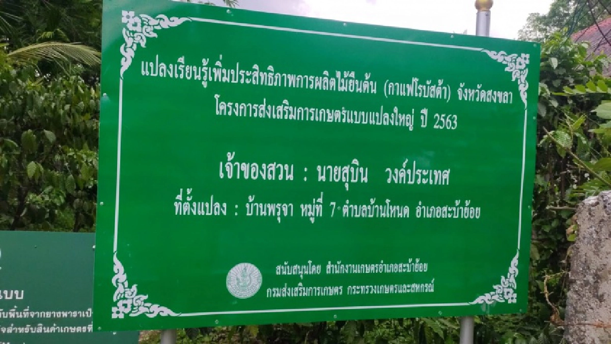 กาแฟสะบ้าย้อย ฟื้นถิ่นกำเนิดกาแฟโรบัสต้าแห่งแรกของไทย พร้อมสู่โครงการยกระดับแปลงใหญ่ฯ