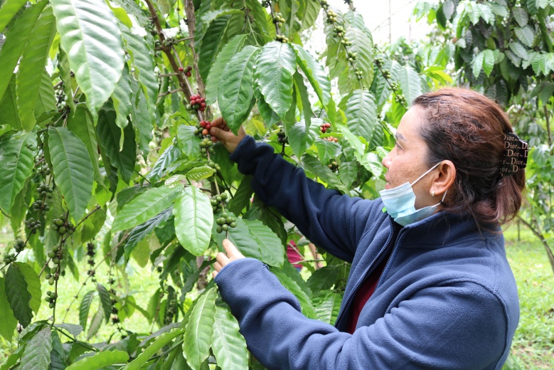 กาแฟสะบ้าย้อย ฟื้นถิ่นกำเนิดกาแฟโรบัสต้าแห่งแรกของไทย พร้อมสู่โครงการยกระดับแปลงใหญ่ฯ