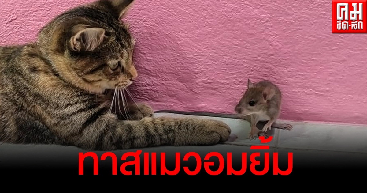 คลิปชวนยิ้ม เจ้าของเลี้ยงแมวไว้ให้ไล่จับหนู แต่ดันชวนหนูเล่นหยอกล้อกันเฉยเลย คลิปชวนยิ้ม เจ้าของเลี้ยงแมวไว้ให้ไล่จับหนู แต่ดันชวนหนูเล่นหยอกล้อกันเฉยเลย