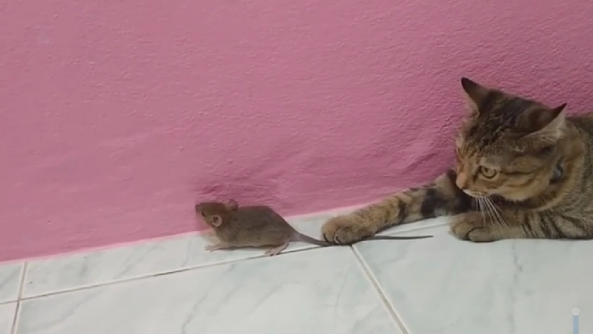 คลิปชวนยิ้ม เจ้าของเลี้ยงแมวไว้ให้ไล่จับหนู แต่ดันชวนหนูเล่นหยอกล้อกันเฉยเลย