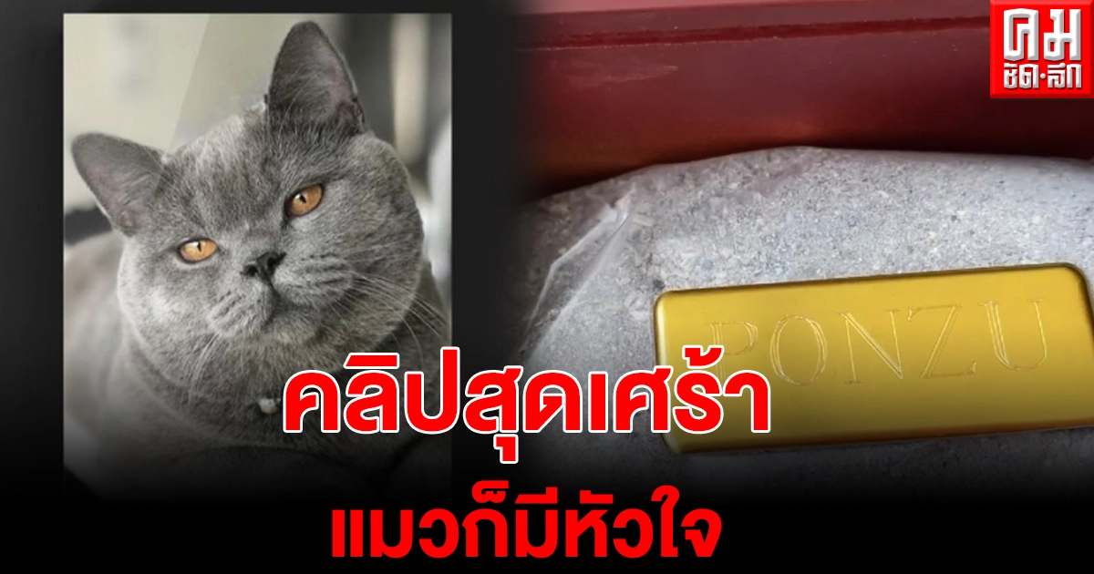 คลิปสุดเศร้า เมื่อสาวไทยในอเมริกานำกระดูกแมวที่จากไปแล้ว มาให้สัตว์ตัวอื่น ได้ร่ำลา คลิปสุดเศร้า เมื่อสาวไทยในอเมริกานำกระดูกแมวที่จากไปแล้ว มาให้สัตว์ตัวอื่น ได้ร่ำลา
