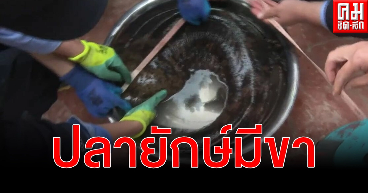 (คลิป) หนิงเซี่ยพบ ซาลาแมนเดอร์ หนักกว่า 20 กิโลกรัม คาดอายุร่วม 50 ปี (คลิป) หนิงเซี่ยพบ ซาลาแมนเดอร์ หนักกว่า 20 กิโลกรัม คาดอายุร่วม 50 ปี