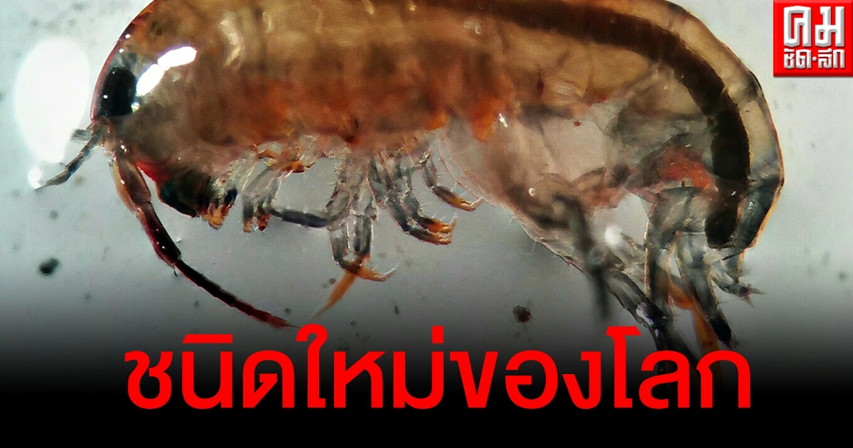 เจ๋งอีก นักวิจัย ม.เกษตร ค้นพบ "กุ้งเต้น" ชนิดใหม่ของโลก เจ๋งอีก นักวิจัย ม.เกษตร ค้นพบ "กุ้งเต้น" ชนิดใหม่ของโลก