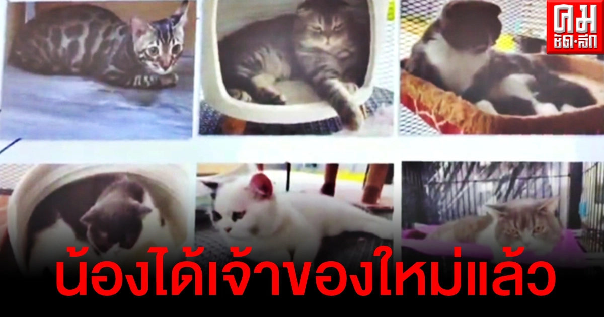 น้องได้เจ้าของใหม่แล้ว โฉมหน้าผู้ชนะประมูลแมวของกลาง 6 ตัว ที่แท้เป็นเจ้าของเพจดัง