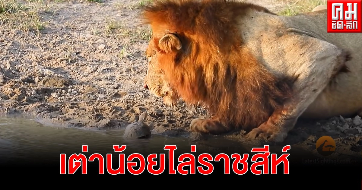 ไม่เกรงใจเจ้าป่าเลย สิงโตกินน้ำในแอ่งดับกระหายเจอเต่าน้อยก่อกวนขับไล่ (คลิป) ไม่เกรงใจเจ้าป่าเลย สิงโตกินน้ำในแอ่งดับกระหายเจอเต่าน้อยก่อกวนขับไล่ (คลิป)