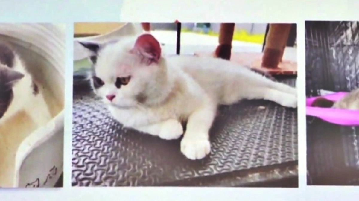 น้องได้เจ้าของใหม่แล้ว โฉมหน้าผู้ชนะประมูลแมวของกลาง 6 ตัว ที่แท้เป็นเจ้าของเพจดัง