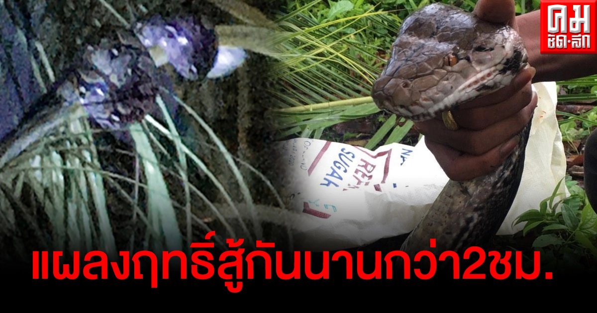 งูเหลือม บุกบ้านพยาบาลสาว ไต่ขึ้นต้นมะพร้าว แผลงฤทธิ์เดชสู้กับ จนท.นานกว่า 2 ชม.