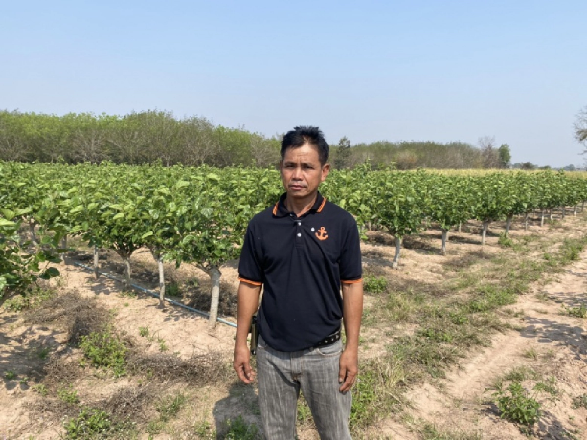 กรมหม่อนไหมหนุนเกษตรกรหม่อนไหมบ้านสนสามัคคี จ.สุรินทร์ เลี้ยงไหมอุตสาหกรรมรังขาวตามนโยบายตลาดนำการผลิต 