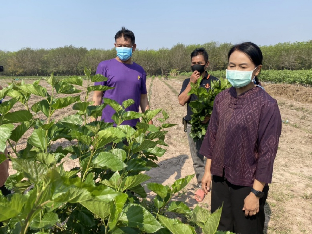 กรมหม่อนไหมหนุนเกษตรกรหม่อนไหมบ้านสนสามัคคี จ.สุรินทร์ เลี้ยงไหมอุตสาหกรรมรังขาวตามนโยบายตลาดนำการผลิต 