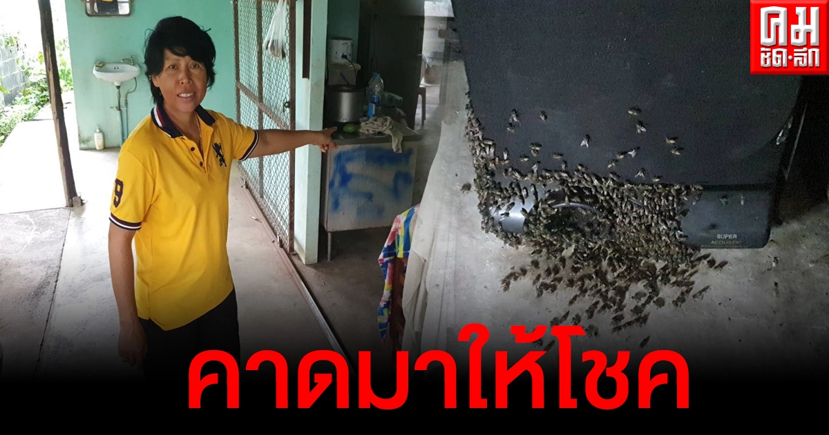 ฝูงผึ้งนับหมื่นตัวบุกบ้าน คาดว่าให้โชคก่อนวันหวยออก ฝูงผึ้งนับหมื่นตัวบุกบ้าน คาดว่าให้โชคก่อนวันหวยออก