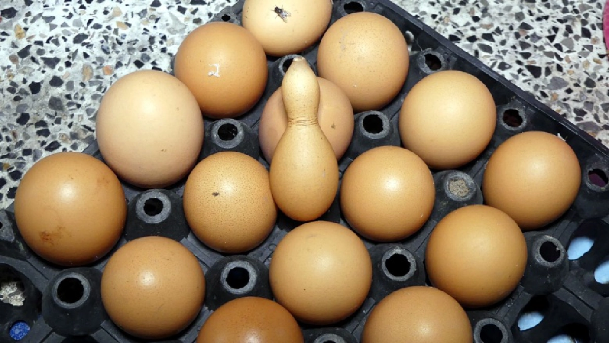 ฮือฮา..ไก่ออกไข่เป็นลูกน้ำเต้าจีน เจ้าของเชื่อมาให้โชคลาภ