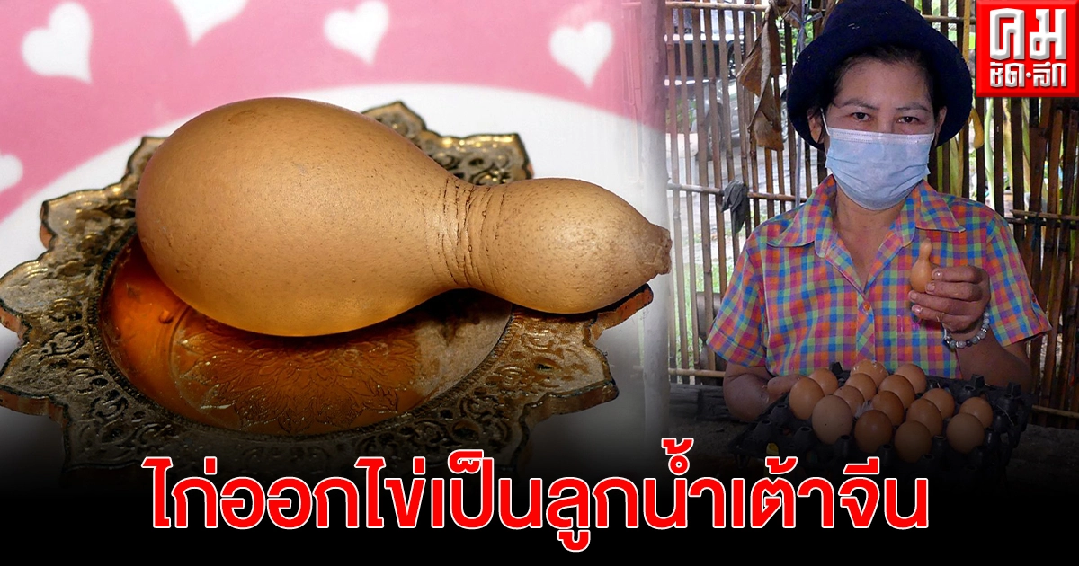 ฮือฮา..ไก่ออกไข่เป็นลูกน้ำเต้าจีน เจ้าของเชื่อมาให้โชคลาภ ฮือฮา..ไก่ออกไข่เป็นลูกน้ำเต้าจีน เจ้าของเชื่อมาให้โชคลาภ