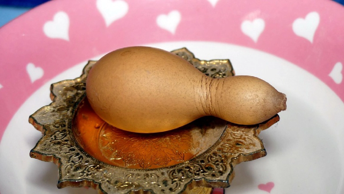 ฮือฮา..ไก่ออกไข่เป็นลูกน้ำเต้าจีน เจ้าของเชื่อมาให้โชคลาภ