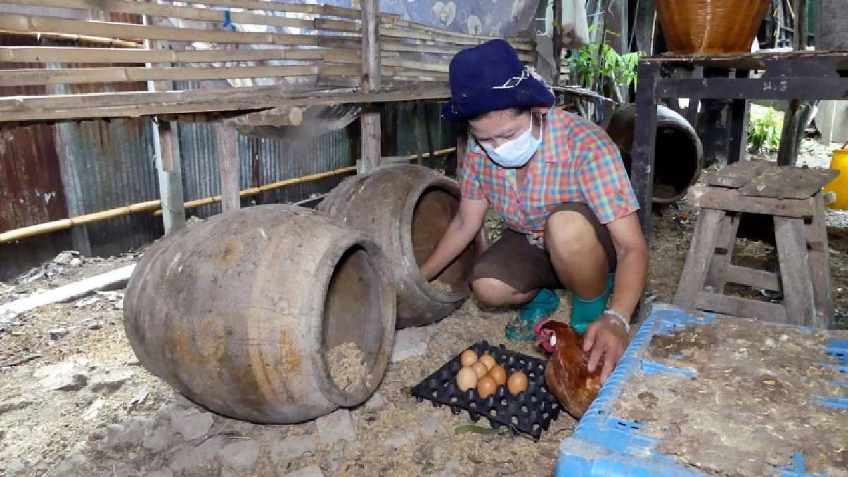 ฮือฮา..ไก่ออกไข่เป็นลูกน้ำเต้าจีน เจ้าของเชื่อมาให้โชคลาภ