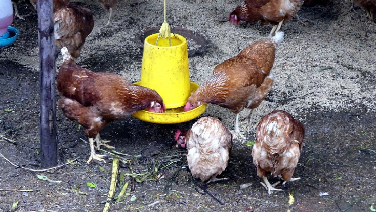 ฮือฮา..ไก่ออกไข่เป็นลูกน้ำเต้าจีน เจ้าของเชื่อมาให้โชคลาภ