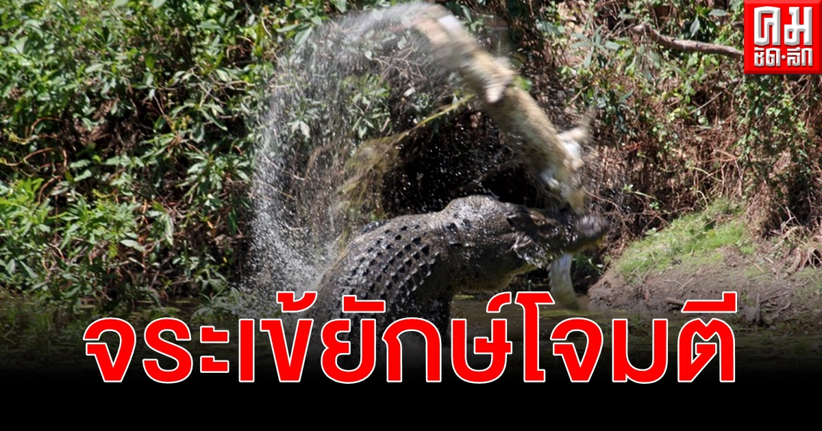 ช็อก จระเข้ยักษ์ ยาว 5 เมตร กระโดดโจมตีคนตกปลาในออสเตรเลียบาดเจ็บ ช็อก จระเข้ยักษ์ ยาว 5 เมตร กระโดดโจมตีคนตกปลาในออสเตรเลียบาดเจ็บ