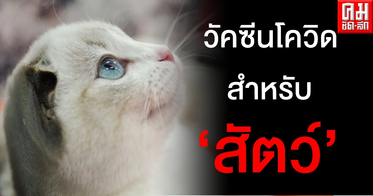 พร้อมขาย รัสเซียเดินหน้าผลิต "คาร์นิแว็ก คอฟ" วัคซีนโควิดสำหรับ "สัตว์" ตัวแรกของโลก พร้อมขาย รัสเซียเดินหน้าผลิต "คาร์นิแว็ก คอฟ" วัคซีนโควิดสำหรับ "สัตว์" ตัวแรกของโลก