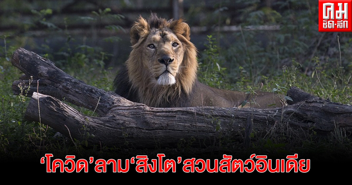  "สวนสัตว์อินเดีย" พบ "สิงโตเอเชีย" ติดโควิด-19 