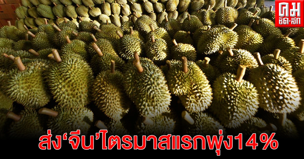 ราชาแห่งผลไม้ "ทุเรียนไทย" ส่งออกไปจีน ไตรมาสแรกพุ่ง 14 % ราชาแห่งผลไม้ "ทุเรียนไทย" ส่งออกไปจีน ไตรมาสแรกพุ่ง 14 %