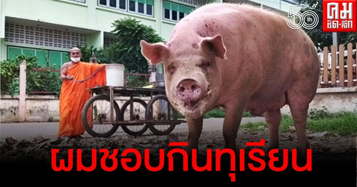 ซึ้งใจ พระเมตตาเลี้ยง เจ้าบุญรอด หมูโดดรถหนีตายถูกส่งไปโรงเชือด ขุนจนอ้วนหนัก 300 กก. ซึ้งใจ พระเมตตาเลี้ยง เจ้าบุญรอด หมูโดดรถหนีตายถูกส่งไปโรงเชือด ขุนจนอ้วนหนัก 300 กก.