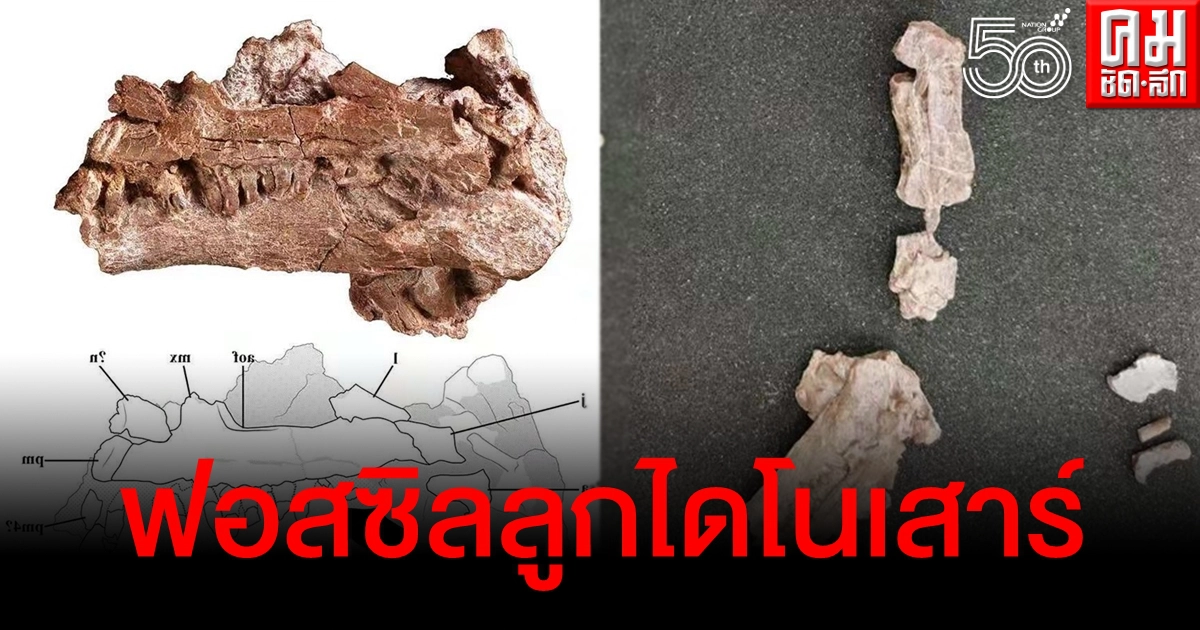 ฮือฮา พบฟอสซิล "ลูกไดโนเสาร์" สายพันธุ์ใหม่