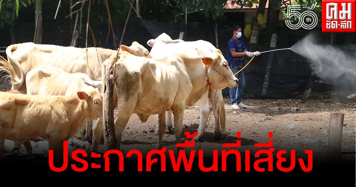 พื้นที่เสี่ยง ประกาศเขตภัยพิบัติฉุกเฉิน หลังพบวัวติดเชื้อไวรัสจำนวนมาก