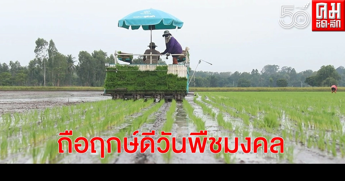 ชาวนาพิจิตรถือฤกษ์วันพืชมงคล ลุยดำนาปลูกข้าว ชาวนาพิจิตรถือฤกษ์วันพืชมงคล ลุยดำนาปลูกข้าว