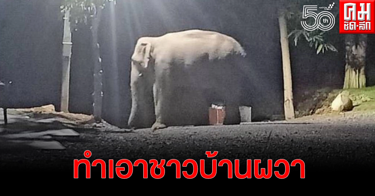 ผวาทั้งหมู่บ้าน ช้างหนัก 4 ตัน บุกหากินในสวนกล้วย รื้อข้าวในยุ้งฉาง ของชาวบ้านได้รับความเสียหาย ผวาทั้งหมู่บ้าน ช้างหนัก 4 ตัน บุกหากินในสวนกล้วย รื้อข้าวในยุ้งฉาง ของชาวบ้านได้รับความเสียหาย