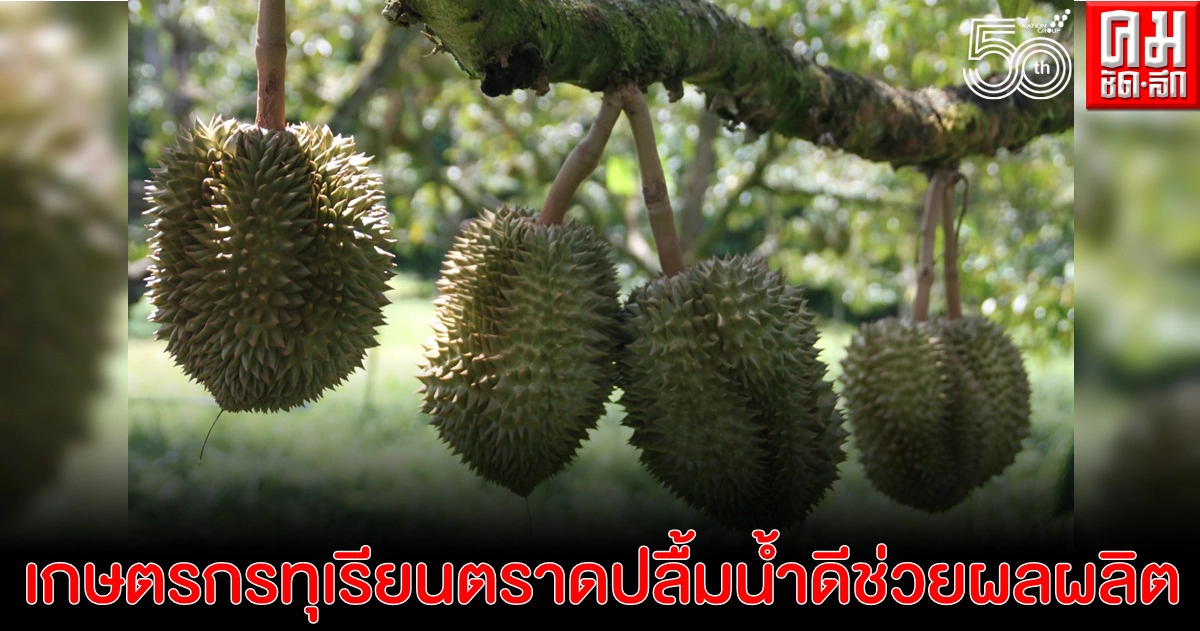 เกษตรกรทุเรียนตราดปลื้ม น้ำดี ช่วยให้ผลผลิตกลิ่นหอม สีสวย รสหวาน รูปทรงงาม ตรงตามความต้องการของตลาด เกษตรกรทุเรียนตราดปลื้ม น้ำดี ช่วยให้ผลผลิตกลิ่นหอม สีสวย รสหวาน รูปทรงงาม ตรงตามความต้องการของตลาด