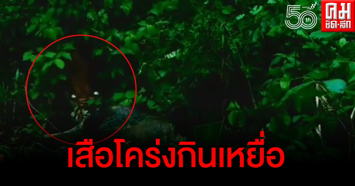 เปิดคลิปหาดูยาก นาทีเสือโคร่งอุทยานฯแม่วงก์ลากเหยื่อไปกิน