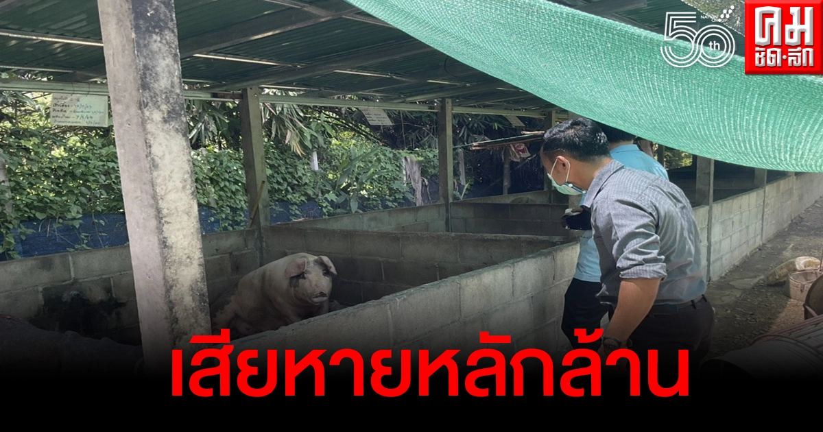 ชาวบ้านตกใจหมูตาย3วัน 170 ตัวความเสียหายหลักล้าน ขอความช่วยเหลือหน่วยงานเร่งด่วน