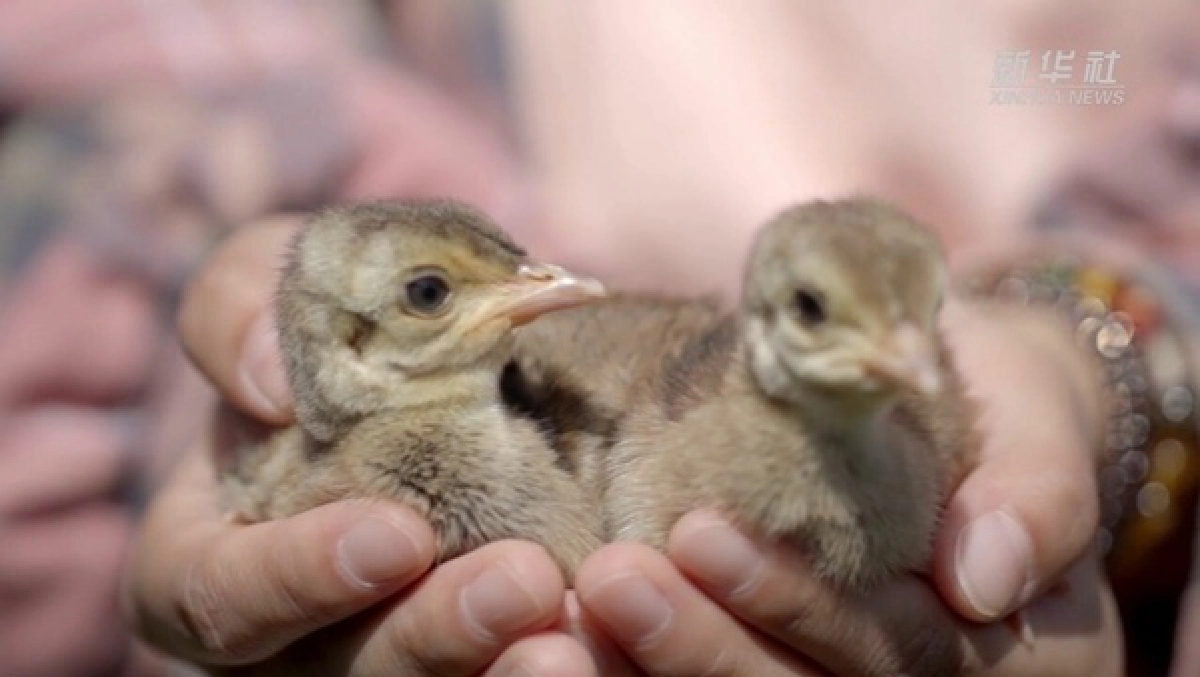 นกยูง, แม่ไก่