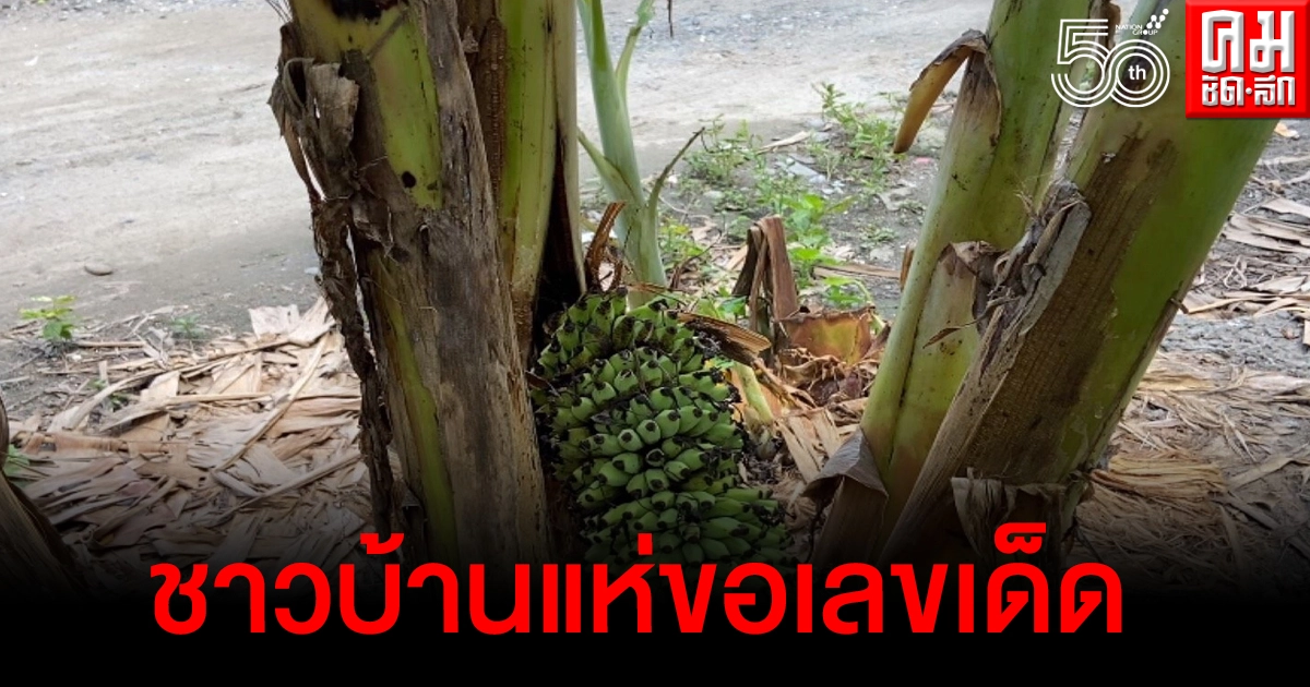ชาวบ้านฮือนำธูปเทียนไปไหว้ขอเลขเด็ดกล้วยน้ำว้า ออกเครือกลางต้นออกหวีเยอะจนนับไม่ถ้วน ชาวบ้านฮือนำธูปเทียนไปไหว้ขอเลขเด็ดกล้วยน้ำว้า ออกเครือกลางต้นออกหวีเยอะจนนับไม่ถ้วน