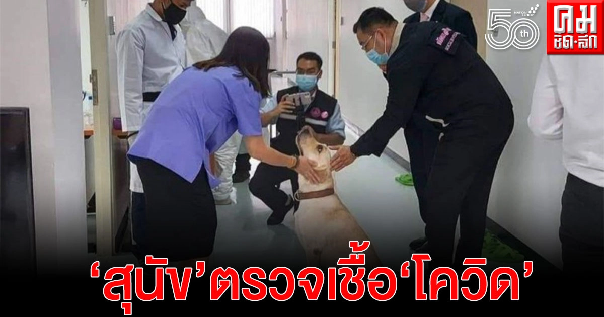 สุดยอดไปเลย..'สุนัข' ตรวจเชื้อ 'โควิด'  จุฬาฯ เผยแม่นยำถึง 94.8%