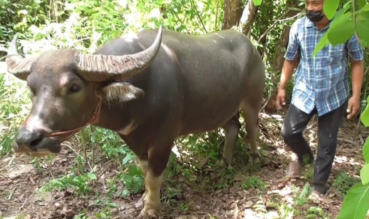เจอแล้ว "เจ้าทองคำ" ควายยิ้ม ถูกขโมยไปขาย 6 หมื่นบาท เจ้าตัวเตรียมบวชแก้บน