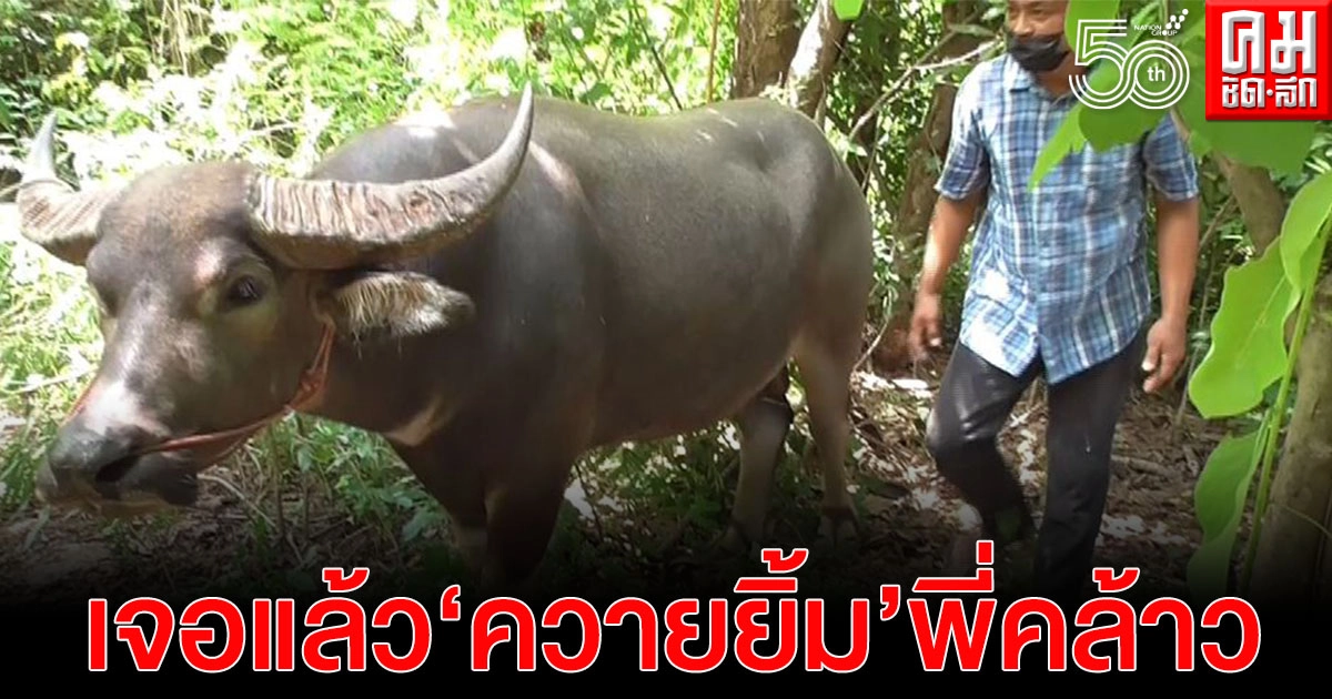 เจอแล้ว "เจ้าทองคำ" ควายยิ้ม ถูกขโมยไปขาย 6 หมื่นบาท เจ้าตัวเตรียมบวชแก้บน เจอแล้ว "เจ้าทองคำ" ควายยิ้ม ถูกขโมยไปขาย 6 หมื่นบาท เจ้าตัวเตรียมบวชแก้บน