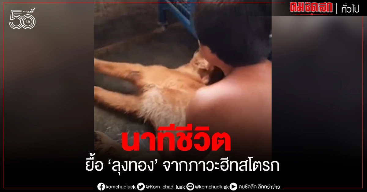 นาทีชีวิต 'ลุงทอง' หมาโกลเด้นจู่ๆชักจากภาวะฮีทสโตรก ภัยร้ายที่มากับความร้อน นาทีชีวิต 'ลุงทอง' หมาโกลเด้นจู่ๆชักจากภาวะฮีทสโตรก ภัยร้ายที่มากับความร้อน