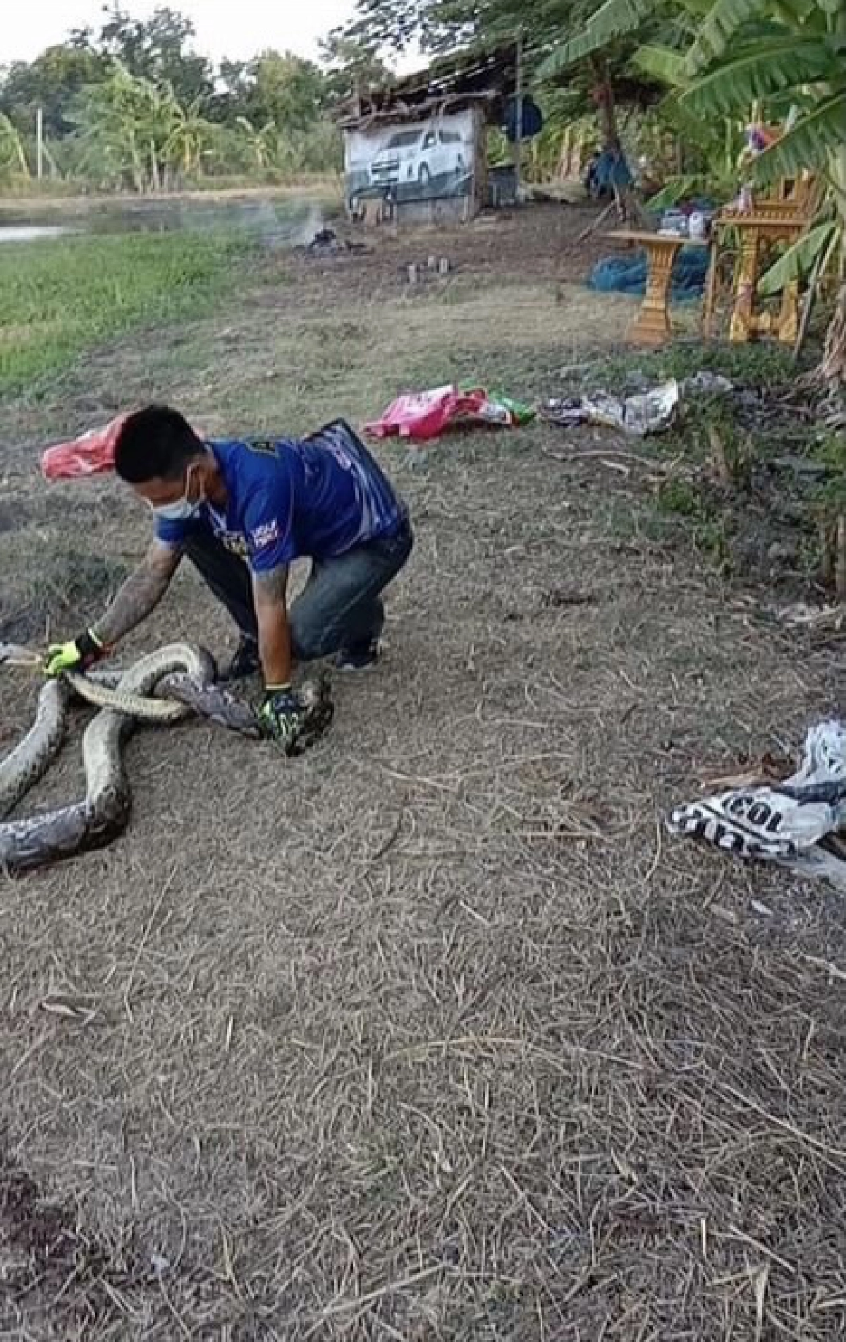 ลุ้นระทึก..คลิป หนุ่มกู้ชีพ บุกเดี่ยวจับงูเหลือมยาว 5 เมตร มือเปล่า