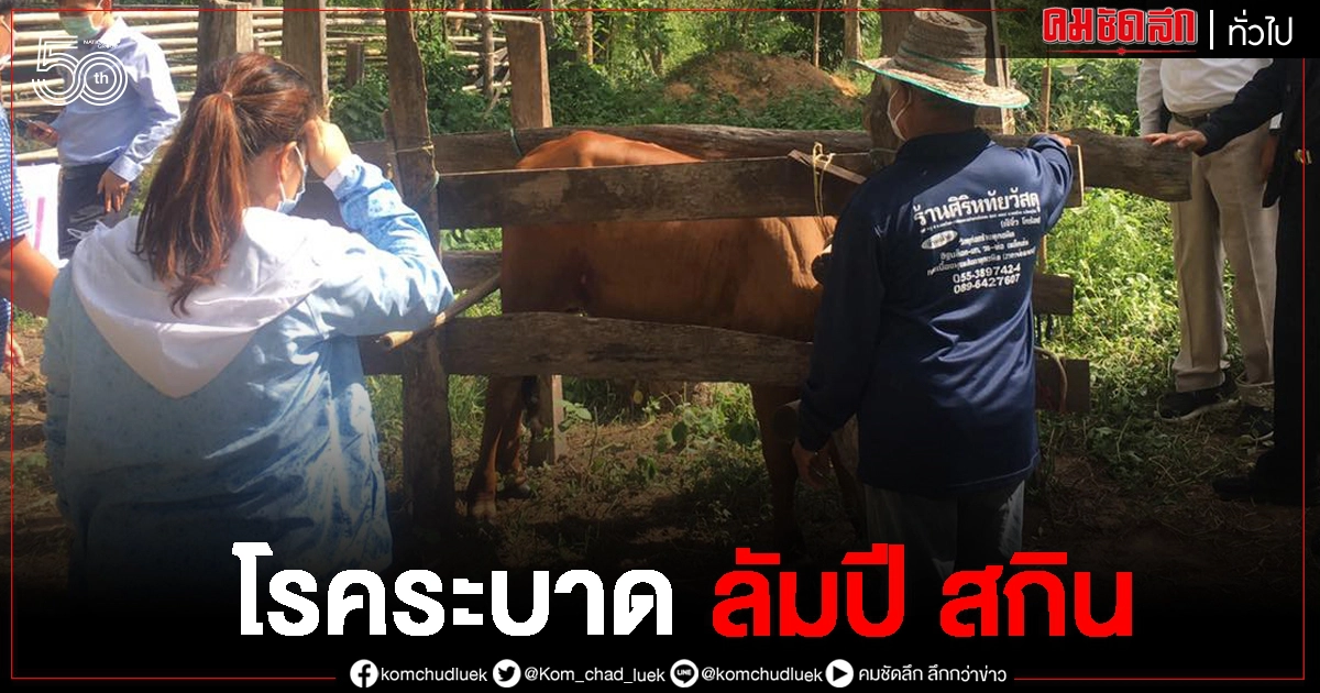 พิษณุโลก ประกาศเขตโรคระบาด ลัมปีสกิน 2 อำเภอ พิษณุโลก ประกาศเขตโรคระบาด ลัมปีสกิน 2 อำเภอ