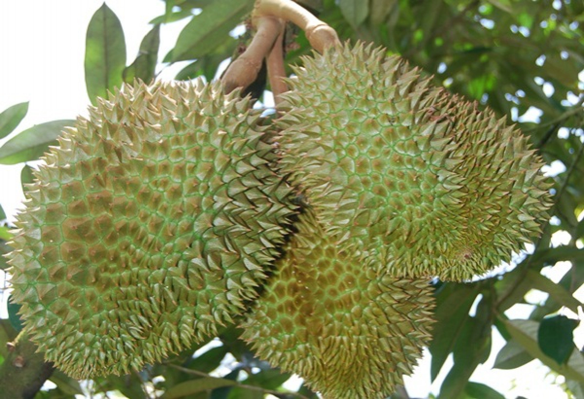 กรมส่งเสริมสหกรณ์หนุนสหกรณ์ชาวสวนผลไม้กระจายผลผลิตสู่ตลาดในประเทศและต่างประเทศปี 64 