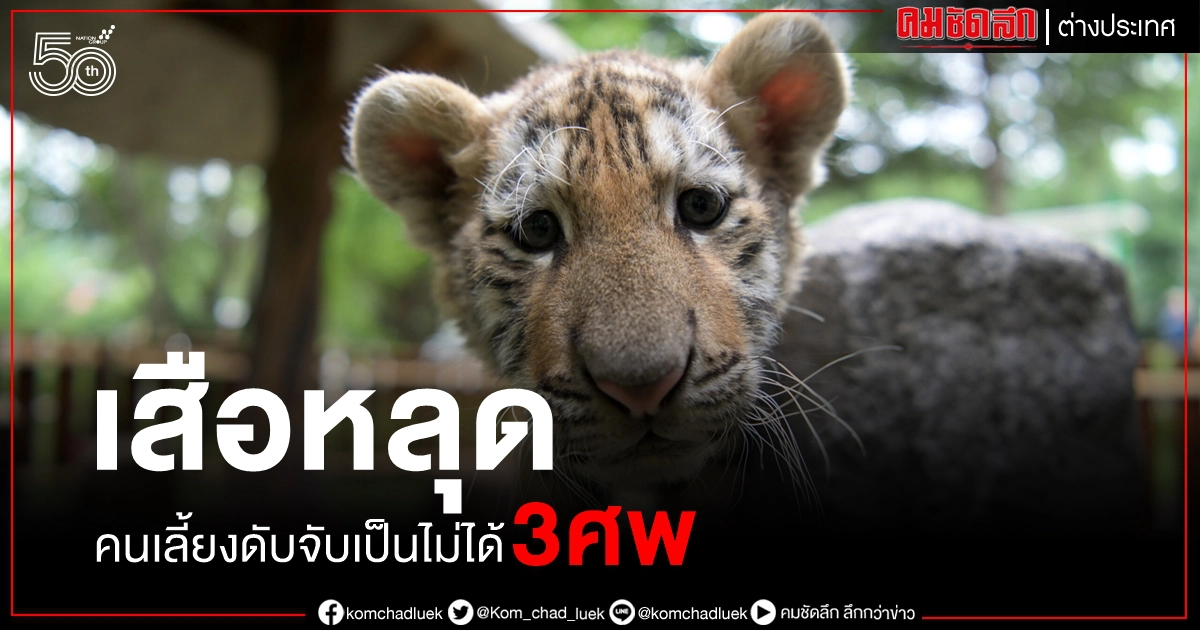 จับเป็นไม่สำเร็จ จีนยิงเสือหลุด 2 ตัว ทำร้ายคนเลี้ยงสาหัสก่อนเสียชีวิตรวม 3 ศพ