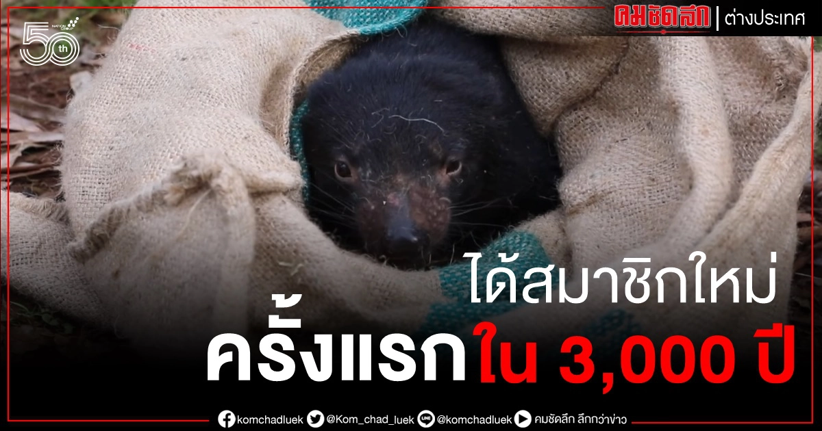 แทสเมเนียนเดวิล ออกลูกในป่าแผ่นดินใหญ่ออสเตรเลียครั้งแรกในรอบ 3,000 ปี แทสเมเนียนเดวิล ออกลูกในป่าแผ่นดินใหญ่ออสเตรเลียครั้งแรกในรอบ 3,000 ปี