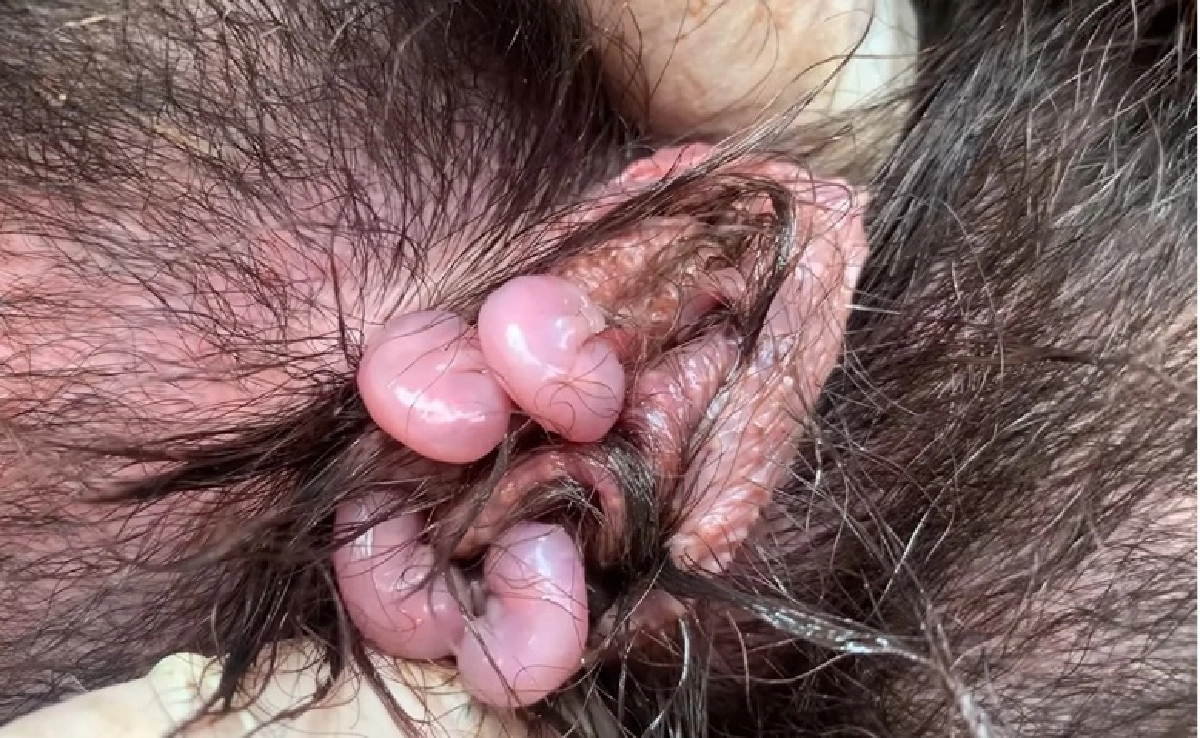  แทสเมเนียนเดวิล ออกลูกในป่าแผ่นดินใหญ่ออสเตรเลียครั้งแรกในรอบ 3,000 ปี 