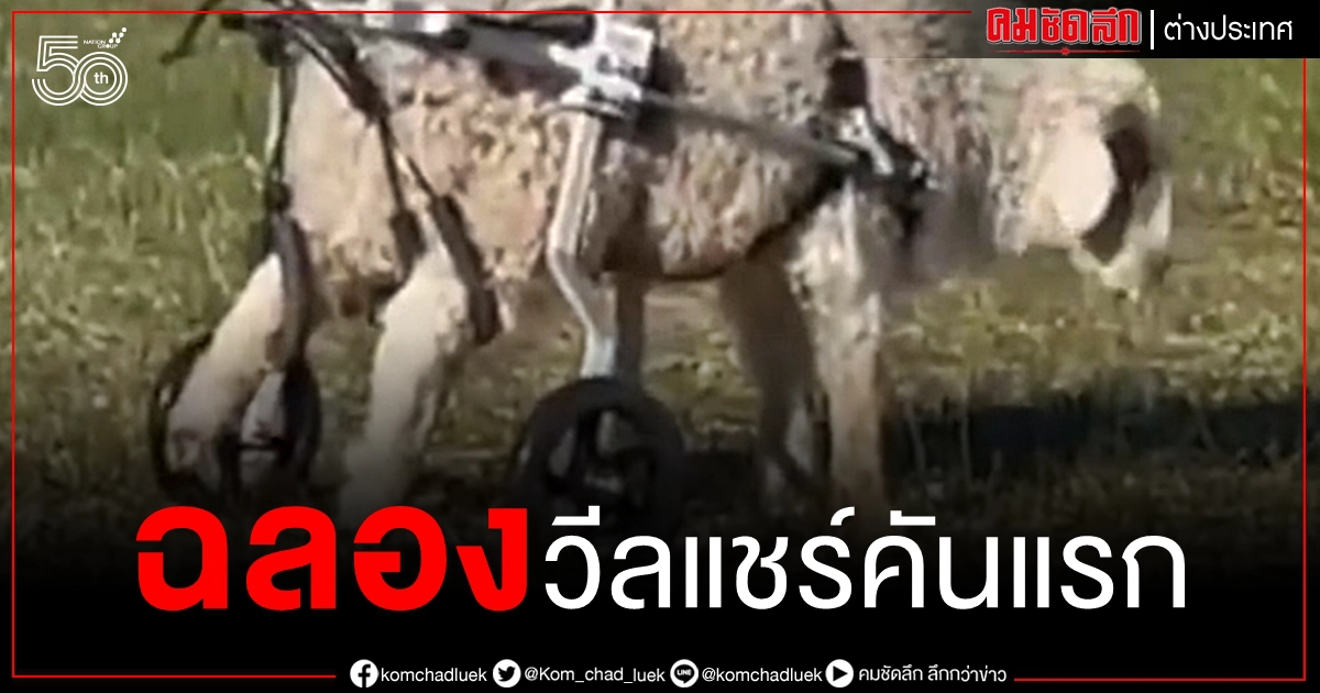 (คลิป) ฉลองวีลแชร์คันแรก ลูกแกะน้อยพิการวิ่งซนไม่รู้เหนื่อย (คลิป) ฉลองวีลแชร์คันแรก ลูกแกะน้อยพิการวิ่งซนไม่รู้เหนื่อย