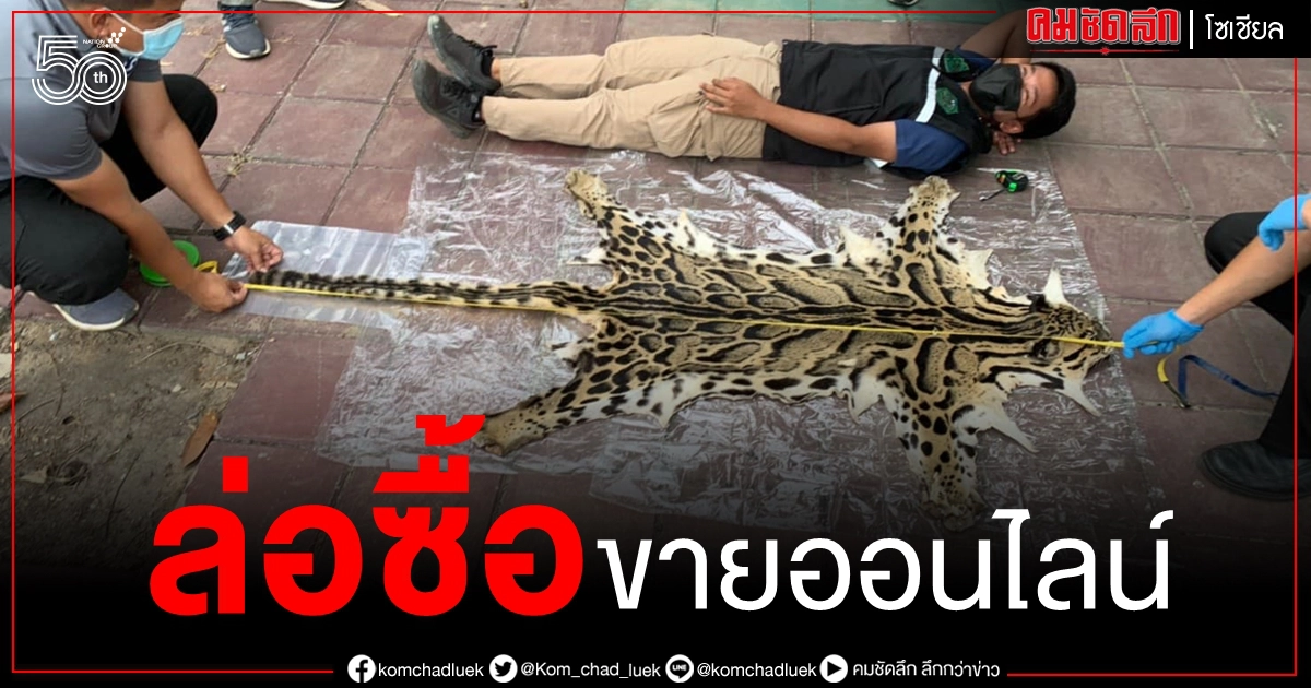 ล่อซื้อซากหนังเสือลายเมฆโพสต์ขายออนไลน์นัดรับรวบตัวดำเนินคดีตาม ก.ม. ล่อซื้อซากหนังเสือลายเมฆโพสต์ขายออนไลน์นัดรับรวบตัวดำเนินคดีตาม ก.ม.