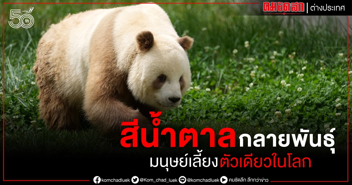 ยลโฉม แพนด้ายักษ์สีน้ำตาล "ชีไจ่" คาดกลายพันธุ์ มนุษย์เลี้ยงตัวเดียวในโลก ยลโฉม แพนด้ายักษ์สีน้ำตาล "ชีไจ่" คาดกลายพันธุ์ มนุษย์เลี้ยงตัวเดียวในโลก