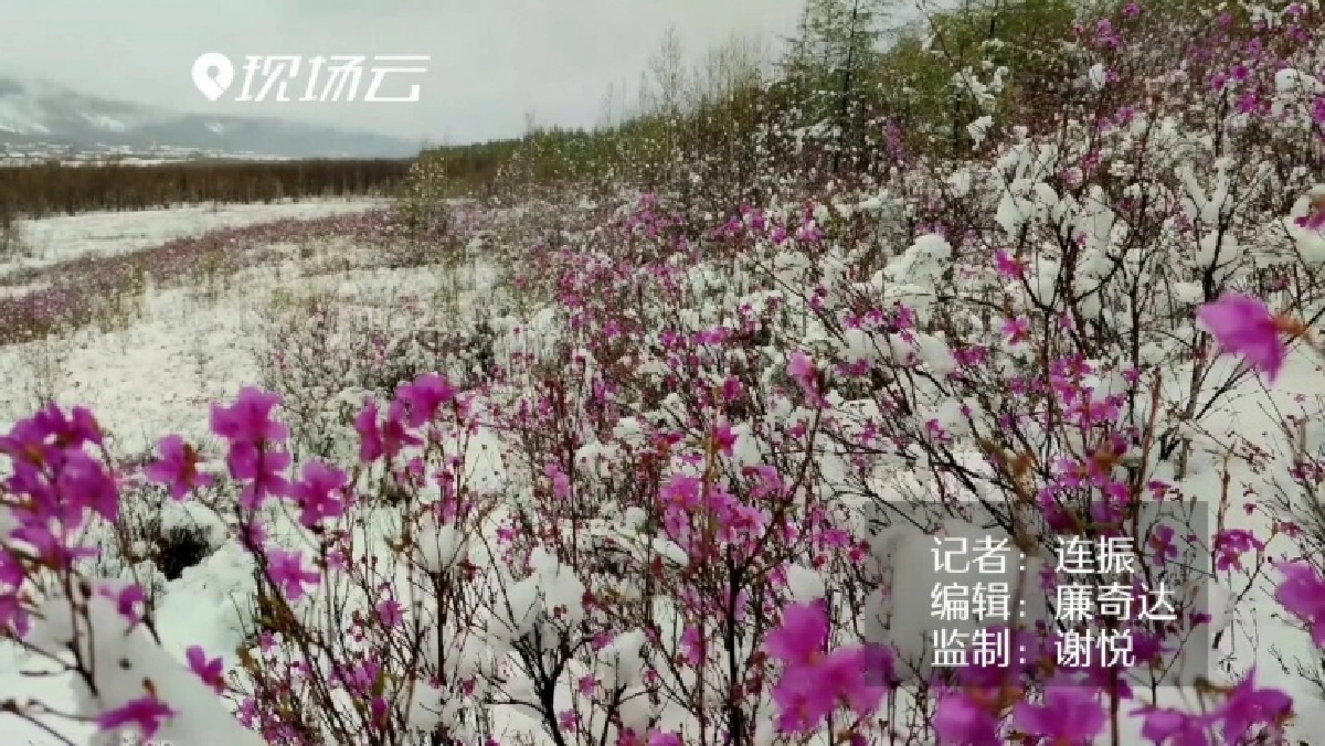 (คลิป) แปลกแต่จริง หิมะฤดูร้อน กลับตาลปัตรหนาวติดลบห่มคลุมมองโกเลียใน